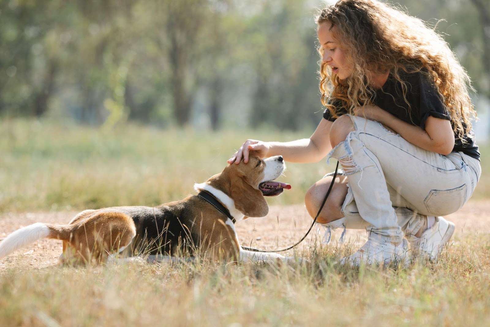 stok foto beagle