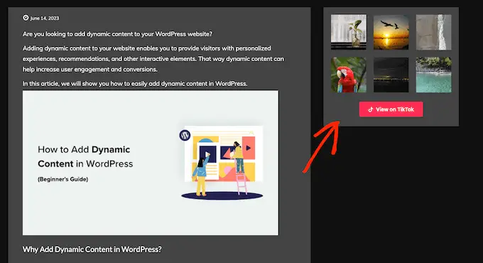 WordPress 웹사이트에 삽입된 TikTok 피드의 예