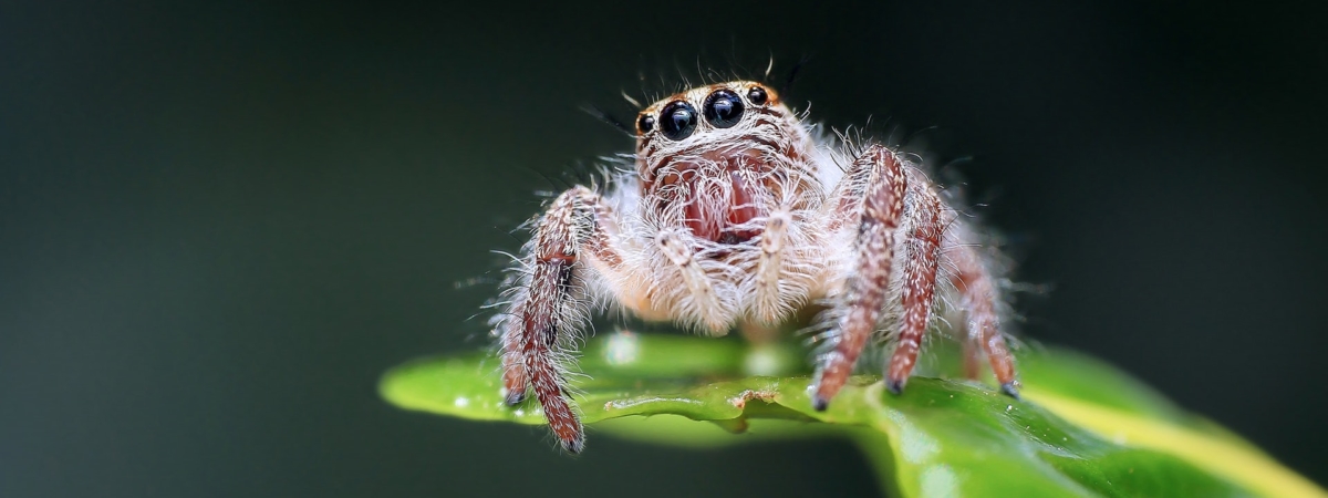 animal-arachnide-flou-257554